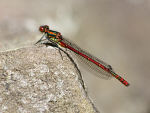 Large Red Damselfly - click on picture to see a larger version